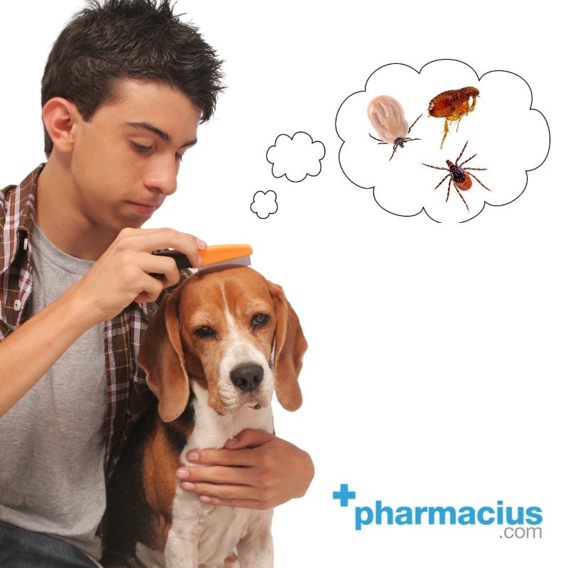 Detener evitar animal Picaduras de pulgas fotos, cómo curar y que cremas utilizar -  PharmaciusConsejos de salud y belleza para cuidarte